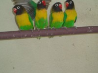 /album/galeria-de-fotos-aves-para-venda/passarosssssssss-024-jpg/